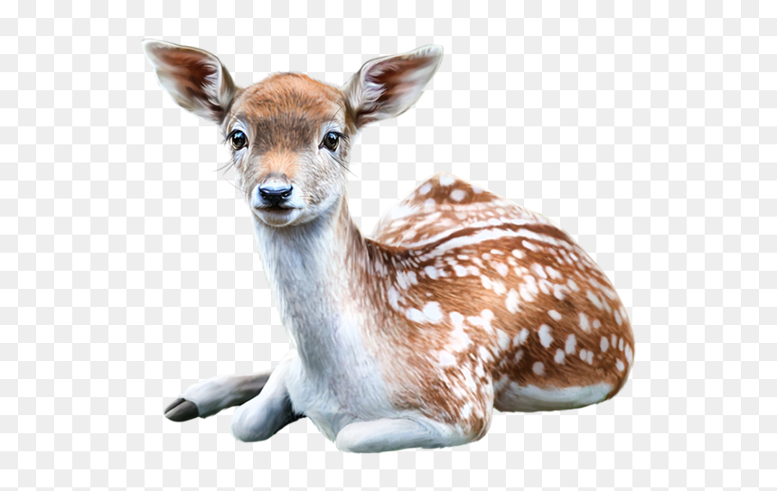 Père Noel Des Animaux, HD Png Download - baby deer png
