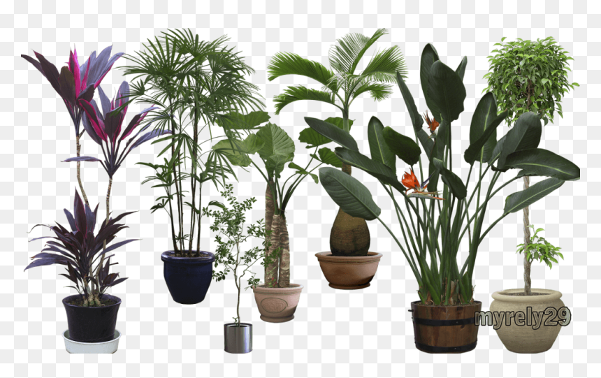 Plantaspost - Planta Png Fondo Transparente, Png Download - arbustos png