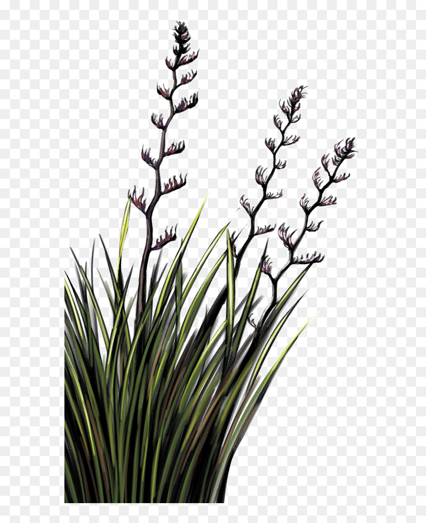 Flax Plant Nz Png , Png Download - Nz Flax Transparent Background, Png Download - desert bush png