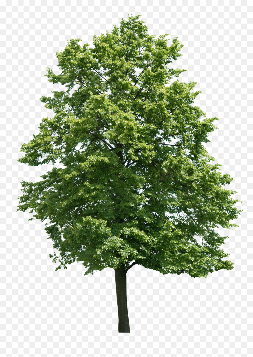 Arvore 1 Architecture Collage, Landscape Architecture - Walnut Tree Png, Transparent Png - arvore png