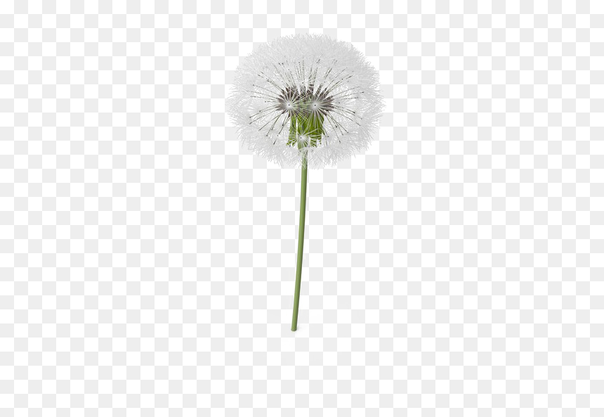 Colored Dandelion Png Transparent Image - Transparent Background Dandelion Png, Png Download - dandelions png