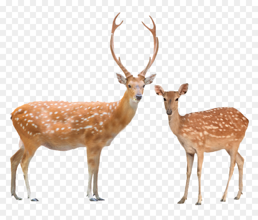 Beautiful Male And Female Of Animals, HD Png Download - baby deer png