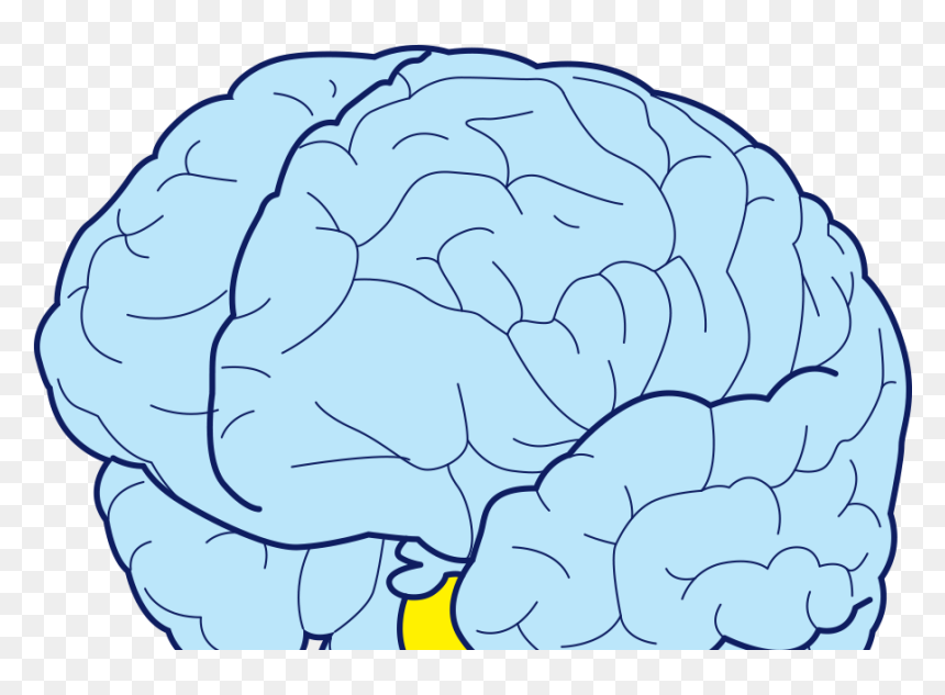 Illustration, HD Png Download - brains png