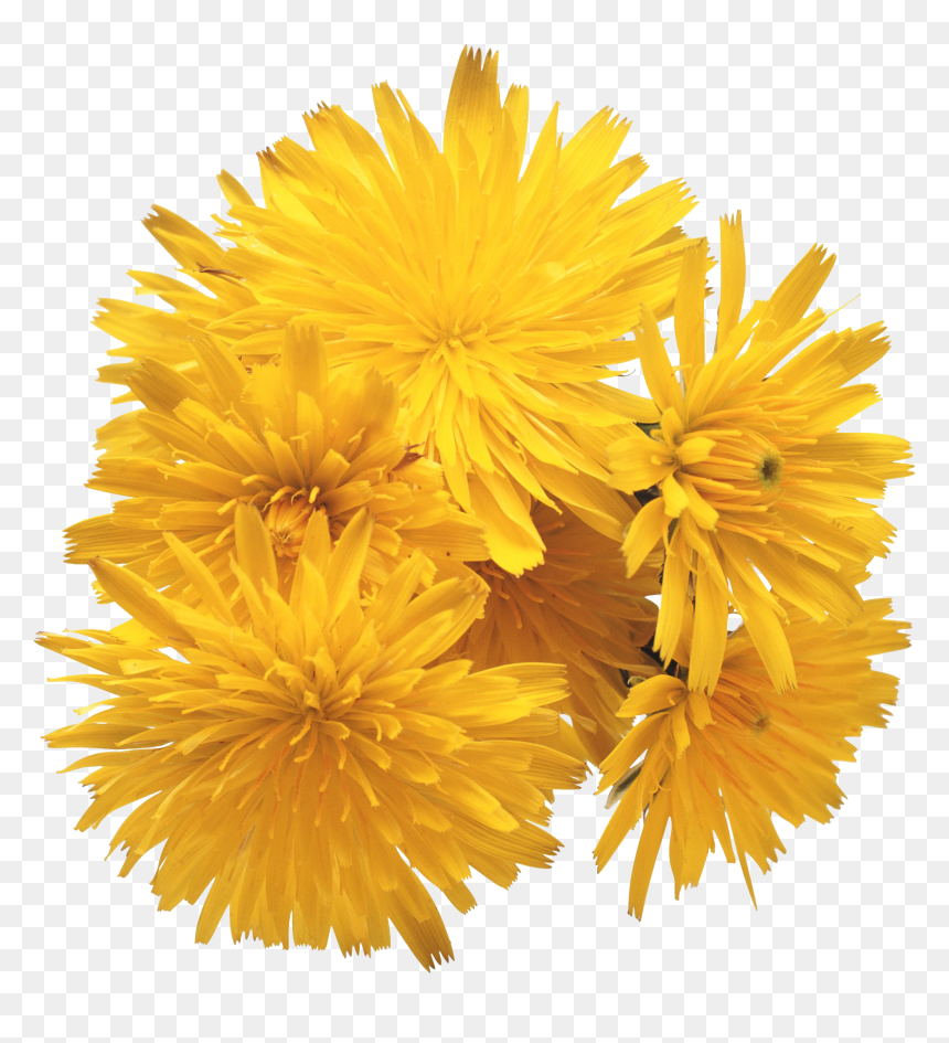 Dandelion - Ray Conniff Love Songs, HD Png Download - dandelions png