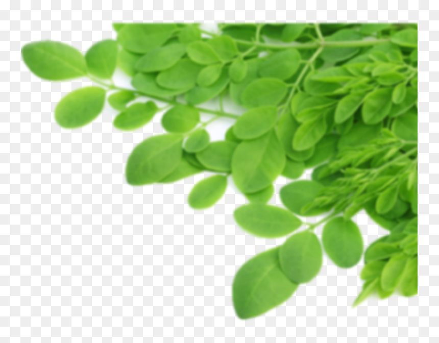 Transparent Tea Leaves Png - B Vitamins In Moringa, Png Download - tea leaf png
