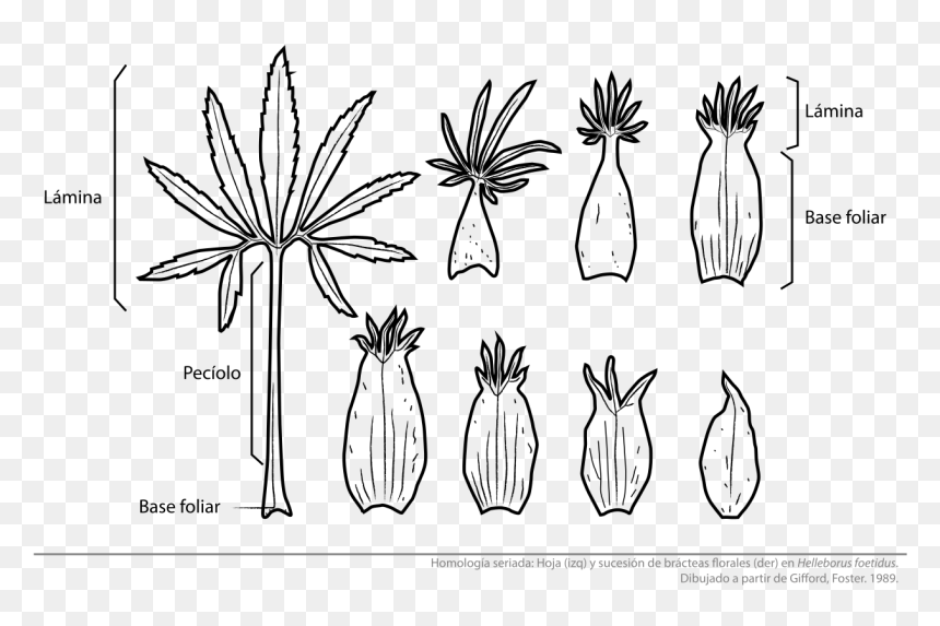 Convergencia Evolutiva Plantas, HD Png Download - plantas png
