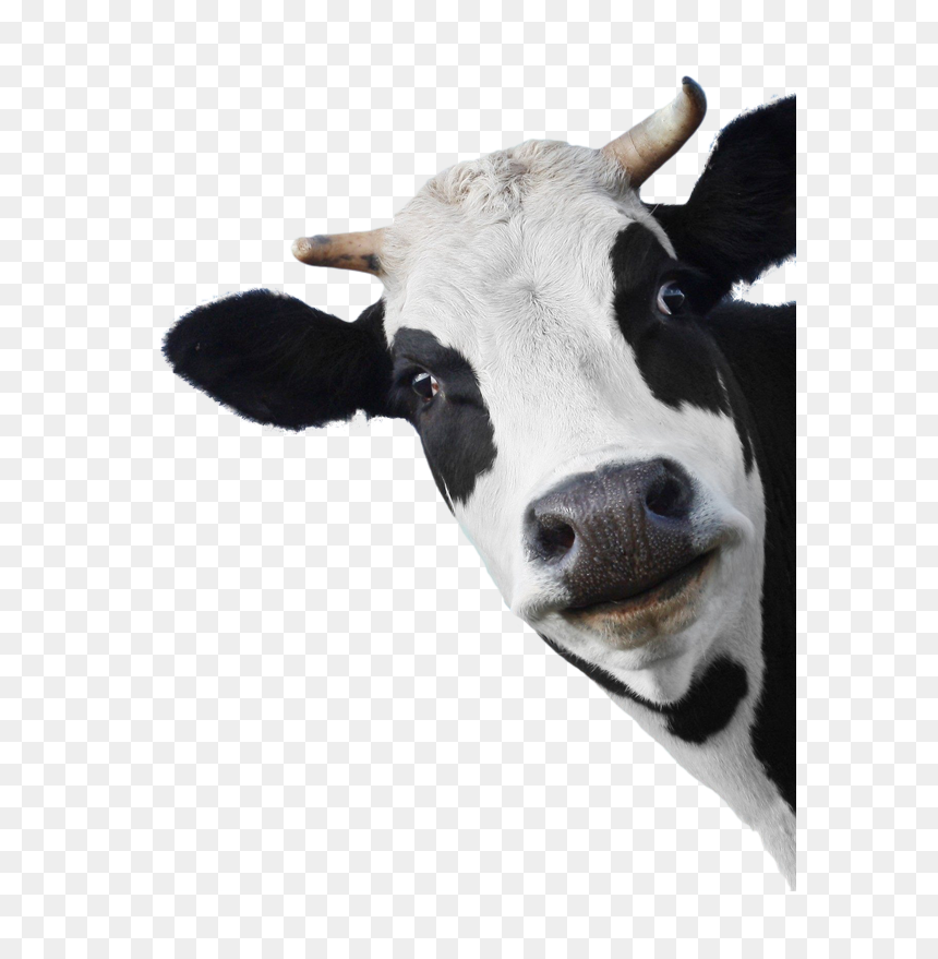 Sunday 28 April - Awesome Things Will Happen Today If You Choose Not, HD Png Download - cow face png