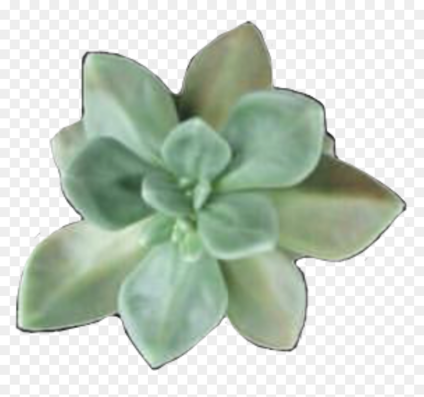 #png #flores #flower #plantas #plants #freetoedit - Transparent Succulent, Png Download - plantas png