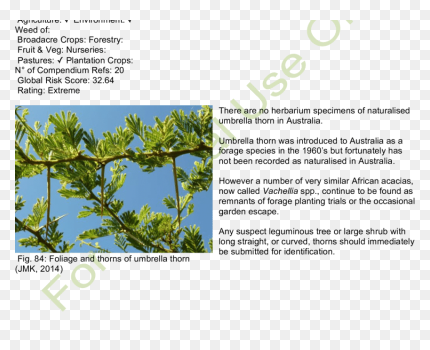 Habit And Habitat Of Umbrella Thorn - Pond Pine, HD Png Download - plantas png