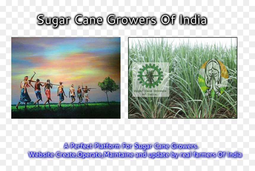 Sugarcane , Png Download - Sweet Grass, Transparent Png - sugar cane png