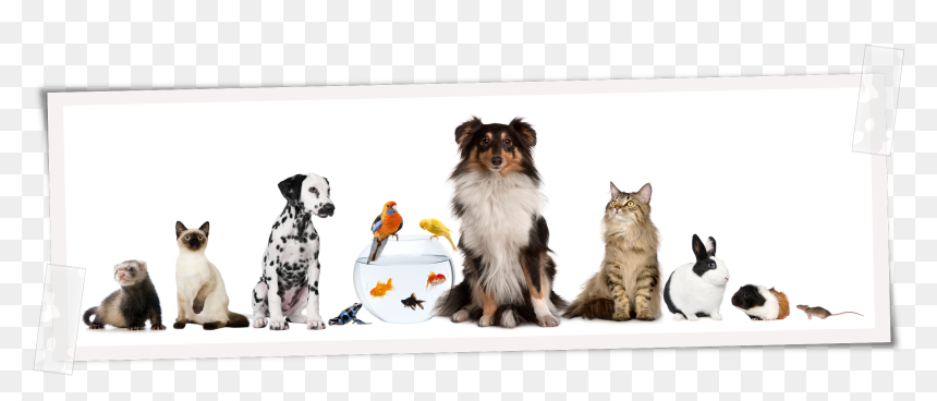 Pet Lovers, HD Png Download - cachorro png