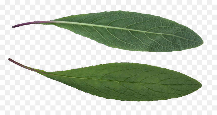 Leaf Texture Png , Png Download - Ilex Decidua, Transparent Png - leaf texture png