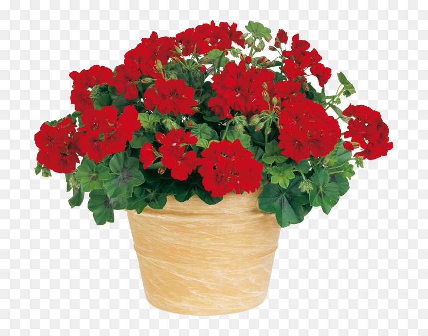 Flowerpot, Hd Png Download - Plants, Transparent Png - plantas png