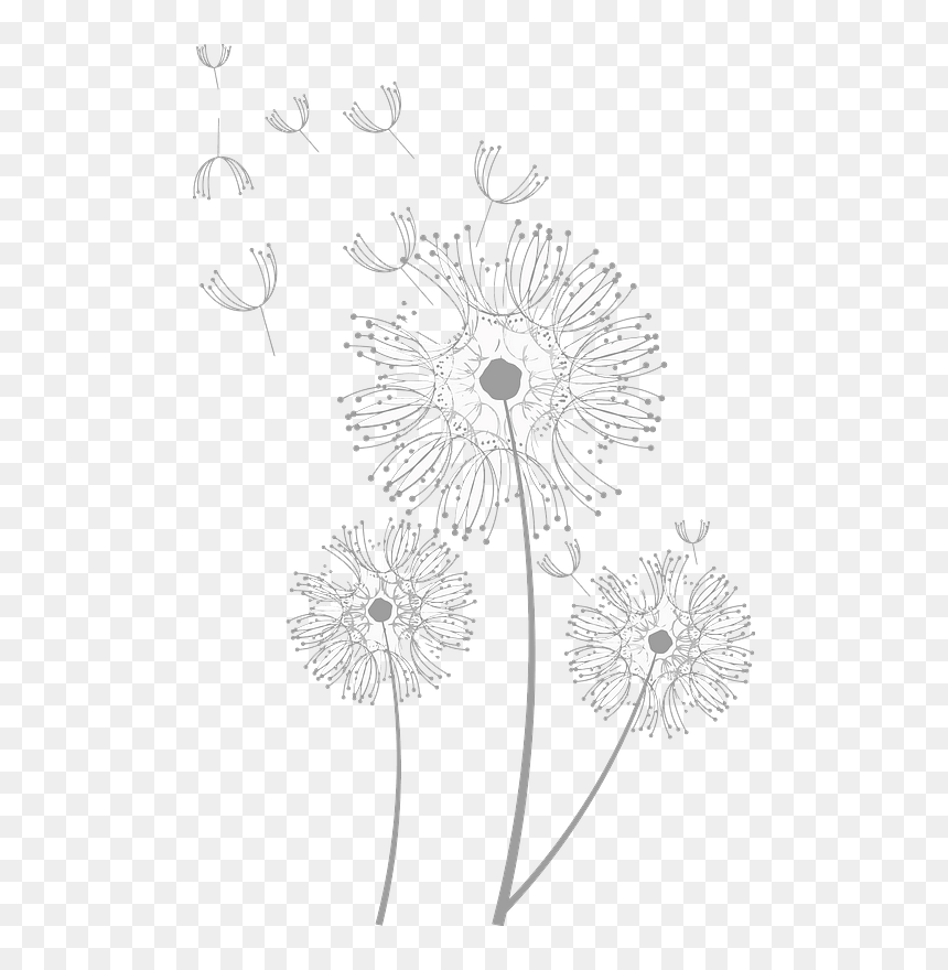 Dandelions Clipart - Barberton Daisy, HD Png Download - dandelions png