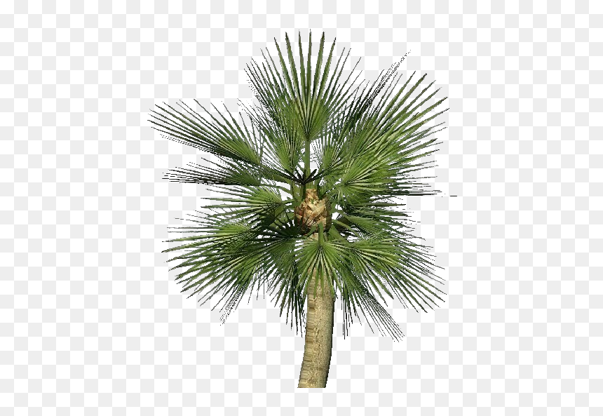 Mediterranean Dwarf Palm - Chamaerops Humilis Png, Transparent Png - desert bush png