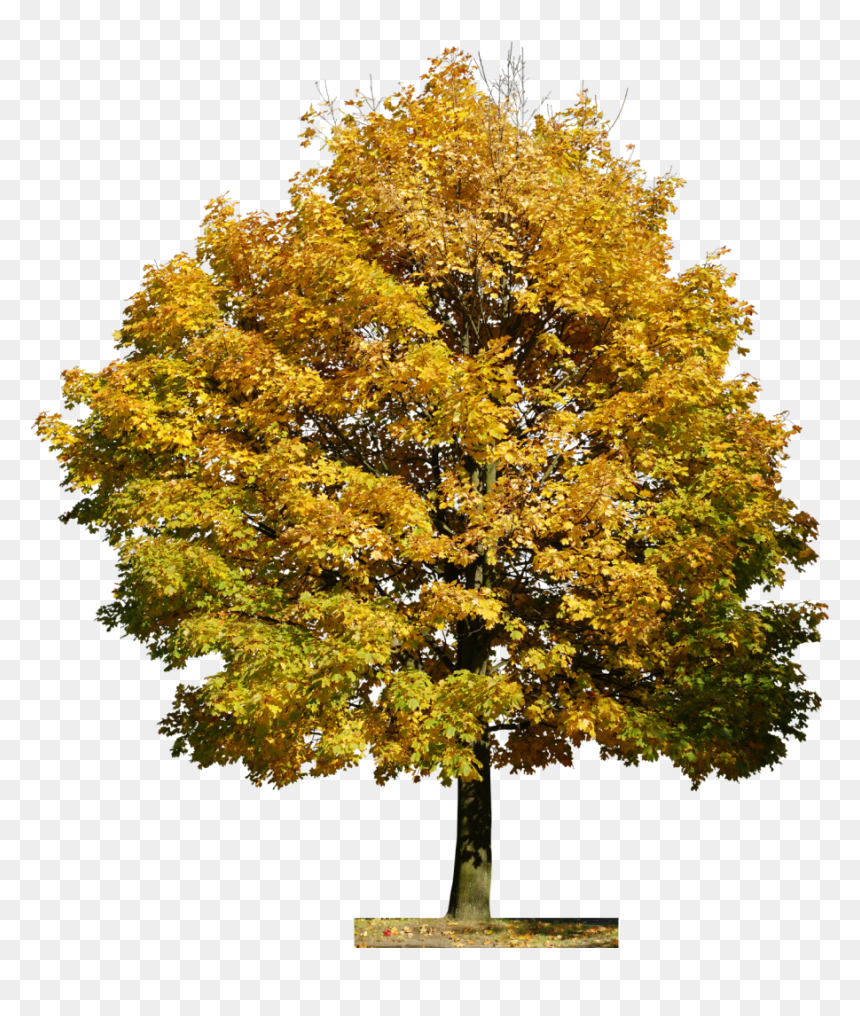 Arvore Tree People, Planting Flowers, Flora, Photoshop, - Photoshop Tree Texture, HD Png Download - arvore png