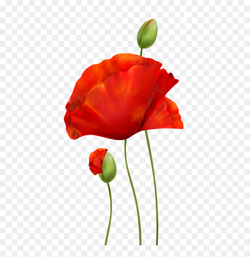 Poppie Png , Png Download - Corn Poppy, Transparent Png - poppies png