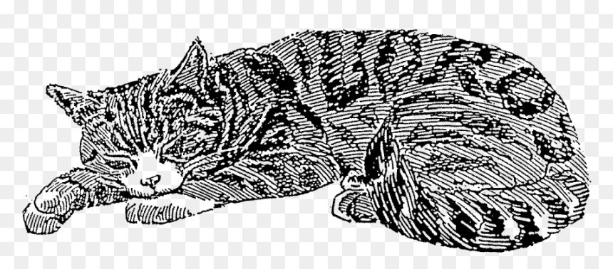 Transparent Sleeping Cat Png - Portable Network Graphics, Png Download - sleeping cat png