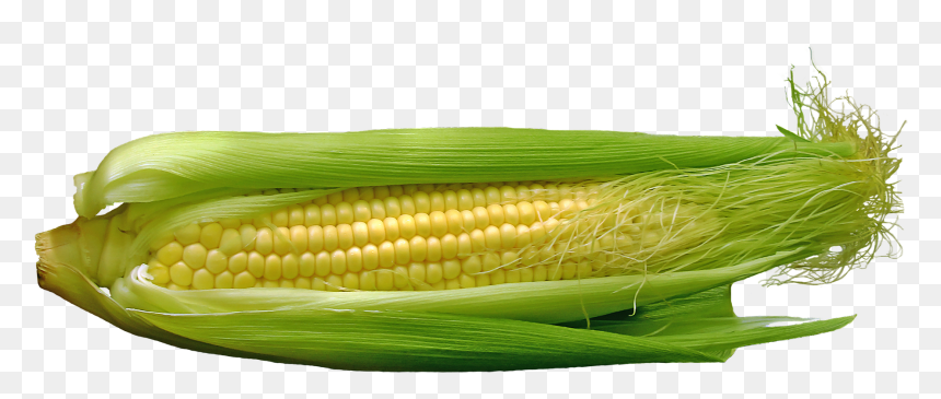 Maize, HD Png Download - corn field png