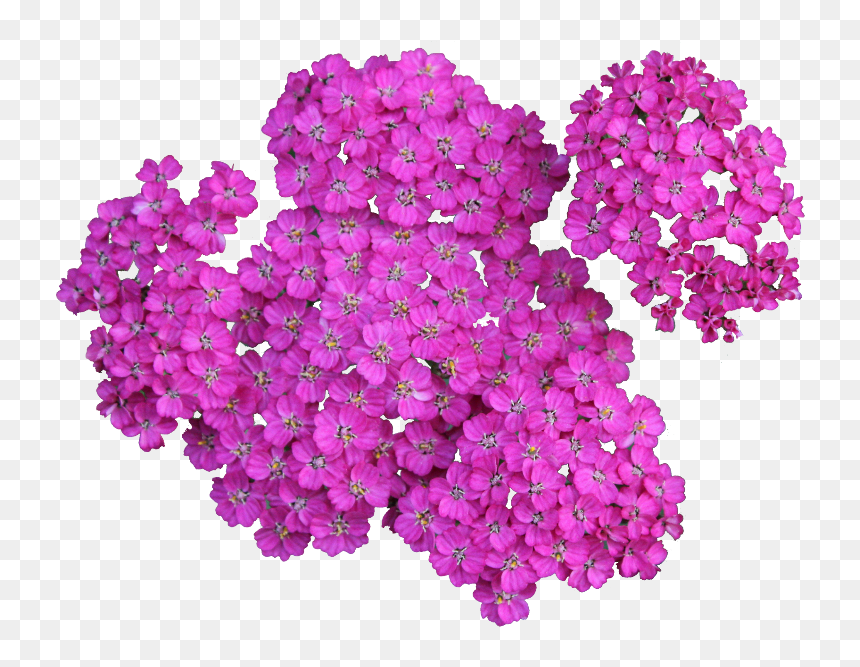 Transparent Floral Clipart - Pink Plant Png, Png Download - plantas png
