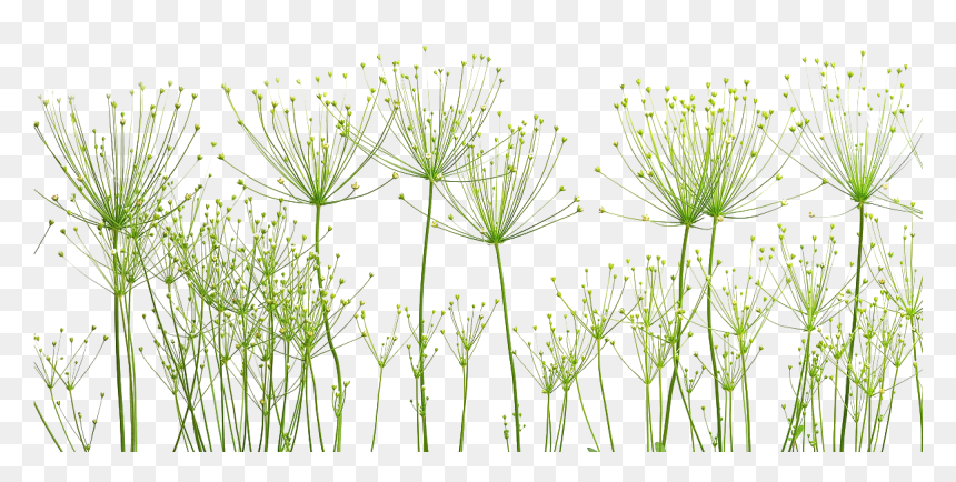 Dandelion Png Image - ภาพ พื้น หลัง สวย ๆ, Transparent Png - dandelions png