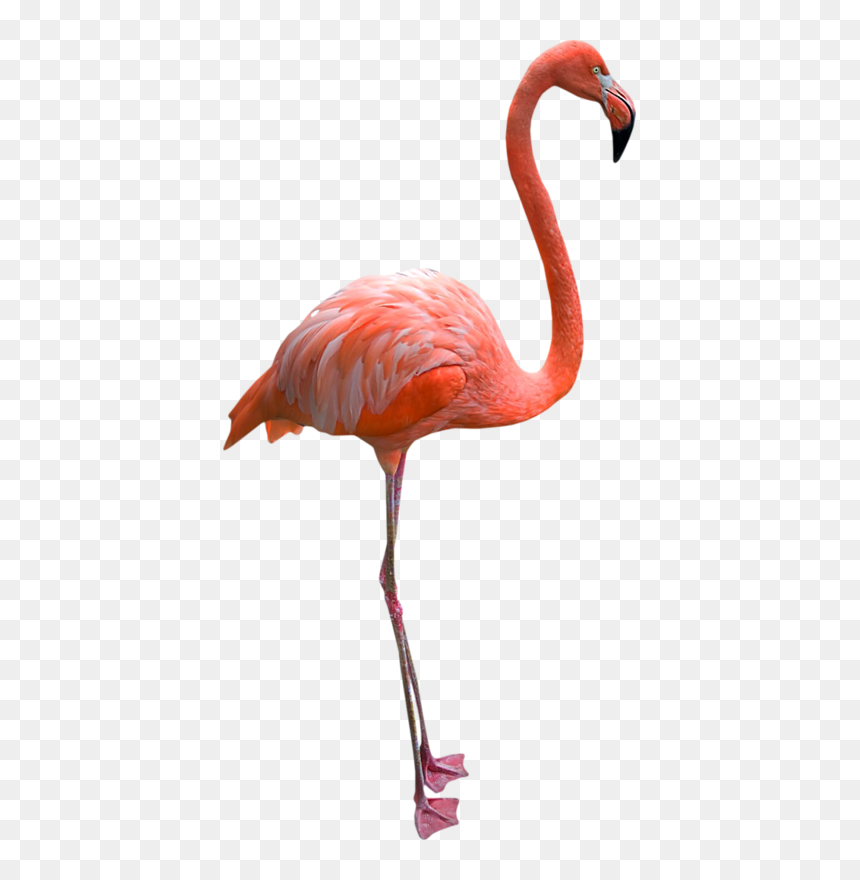 Photograph, HD Png Download - animales png