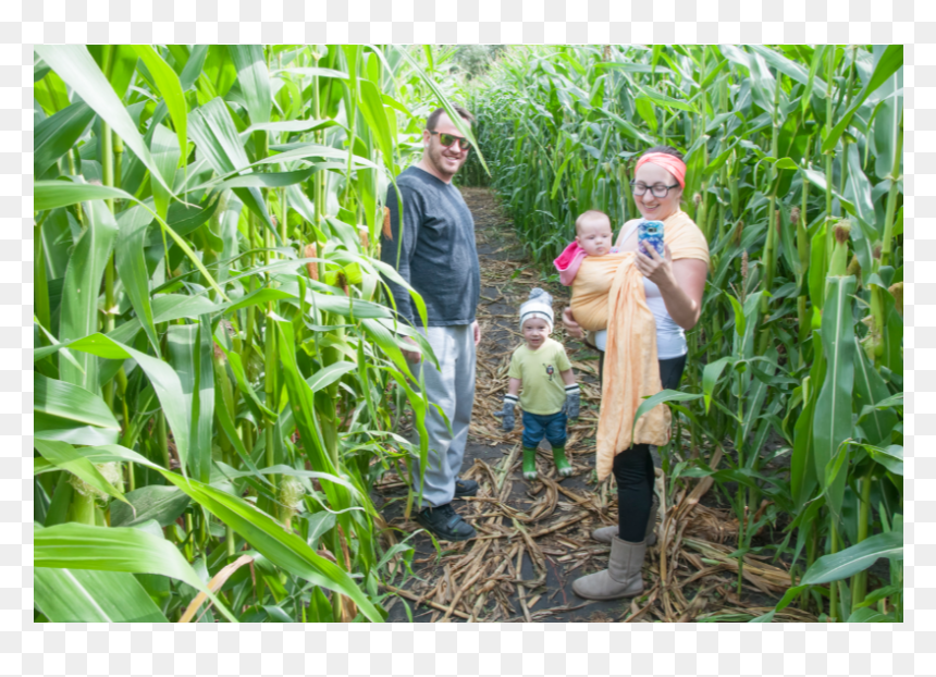 Img - Cash Crop, HD Png Download - corn field png