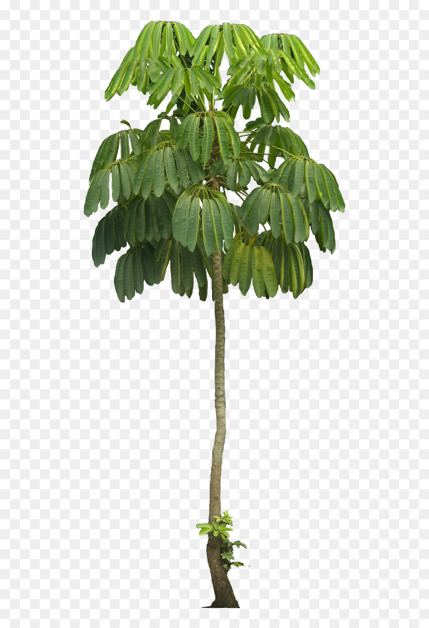 Schefflera Actinophylla, HD Png Download - arbustos png
