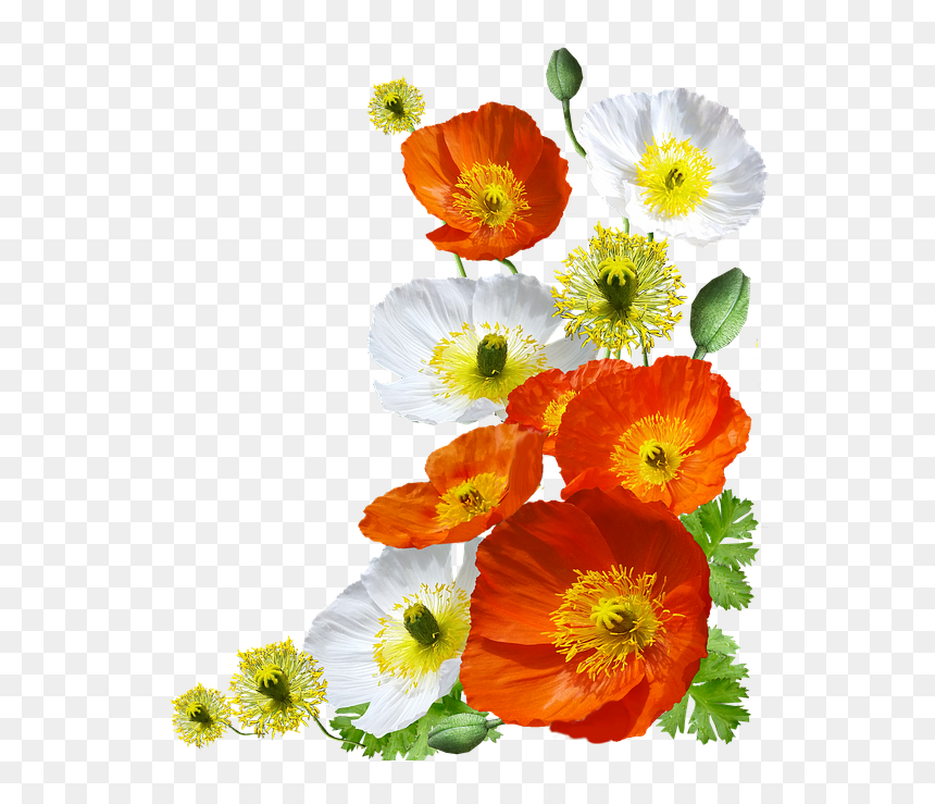 Icelandic Poppy Transparent, HD Png Download - poppies png