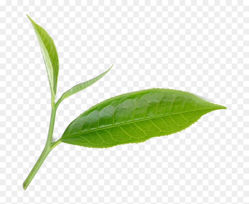 Bay Laurel, HD Png Download - tea leaf png
