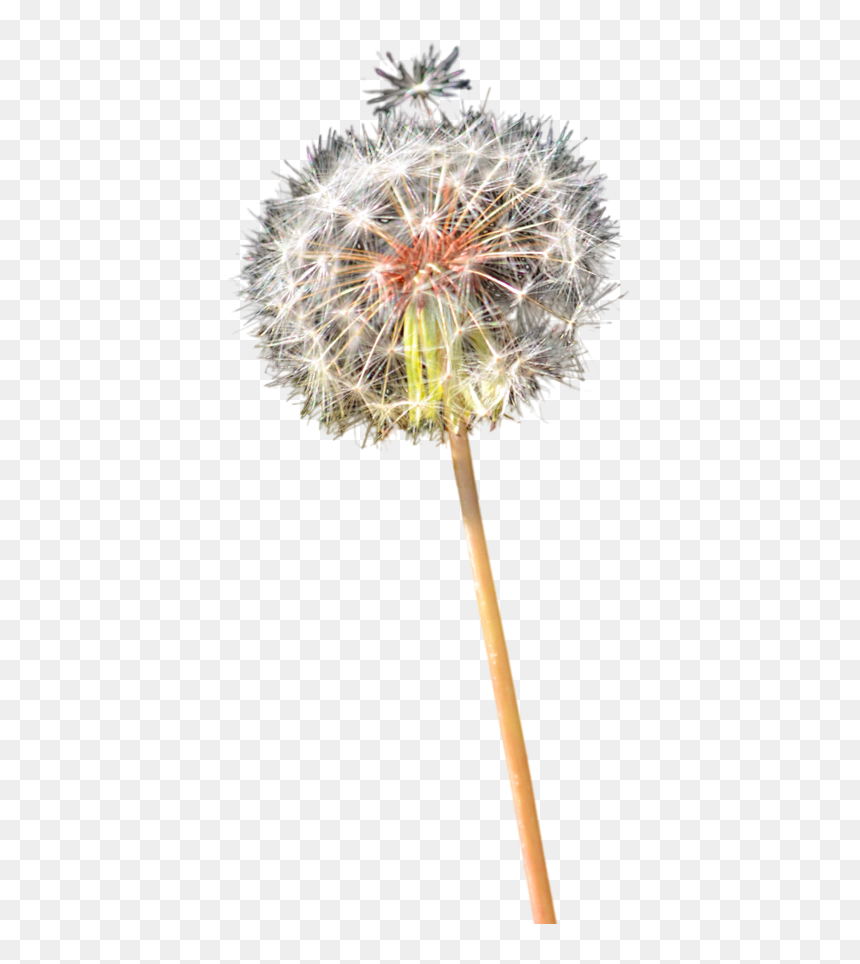 Colored Dandelion Png Clipart - Clip Art, Transparent Png - dandelions png