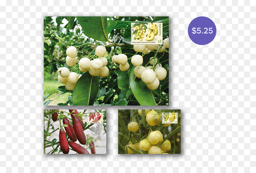 Fruit Tree, HD Png Download - desert bush png