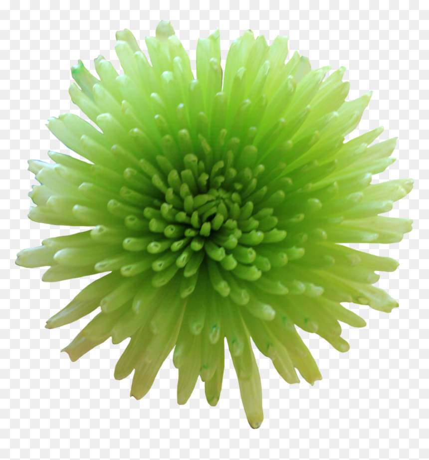 Green Flower Png - Wallpaper, Transparent Png - green flower png