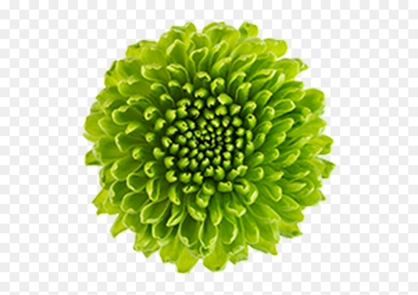 Green Flowers Png - Green Chrysanthemum Png, Transparent Png - green flower png