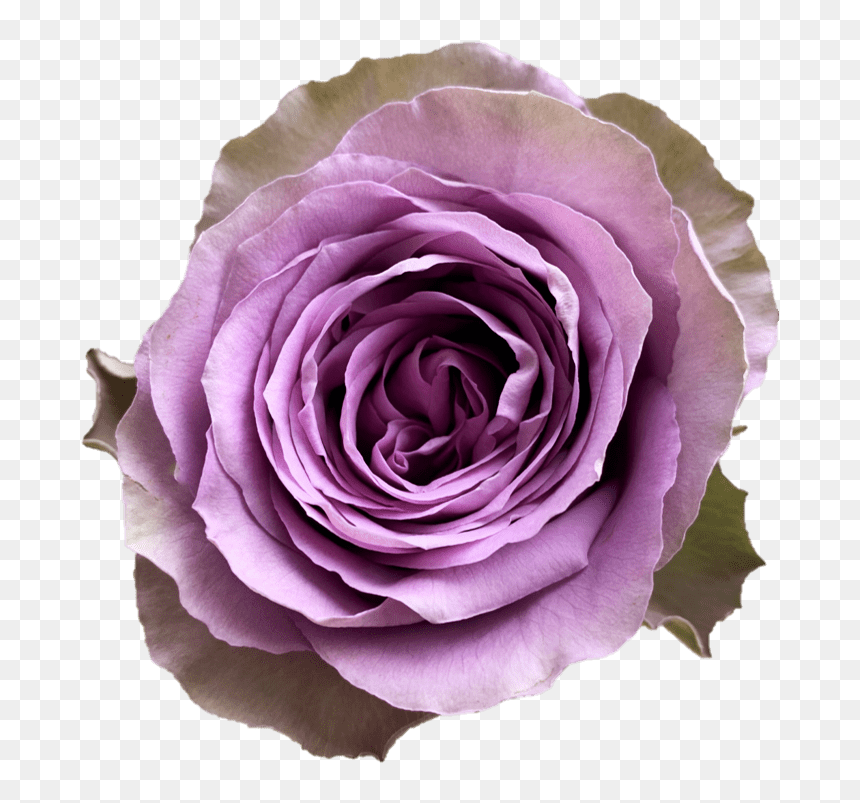 Floribunda, HD Png Download - pink tiara png