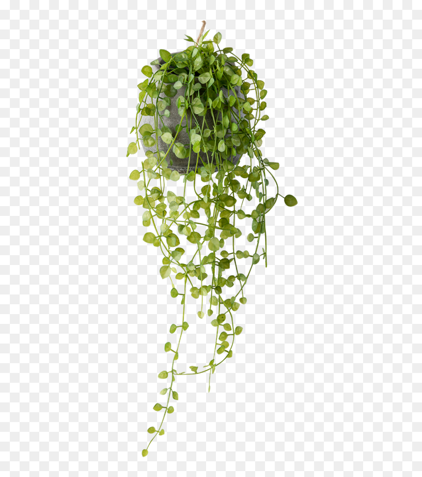 Planta Colgante Artificial, HD Png Download - plantas png