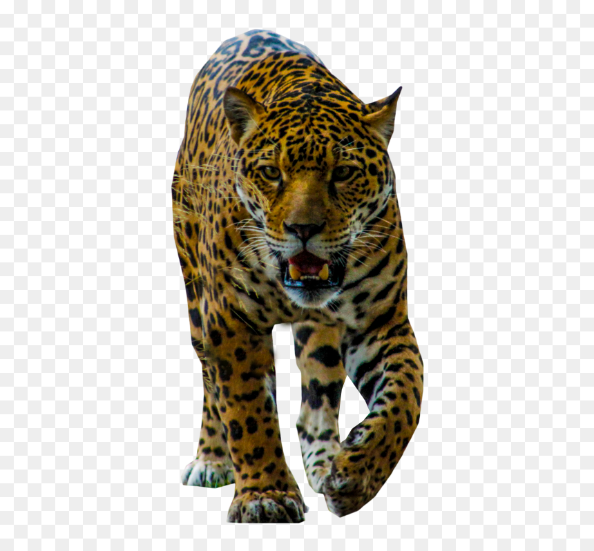 Jaguar Walking Png Image - Portable Network Graphics, Transparent Png - spots png
