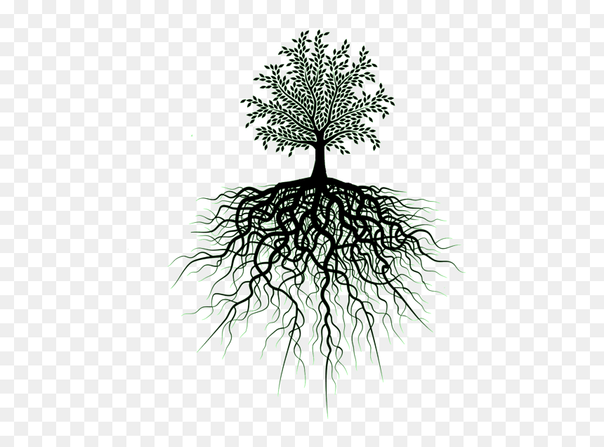 Tree Root Illustration, HD Png Download - arvore png