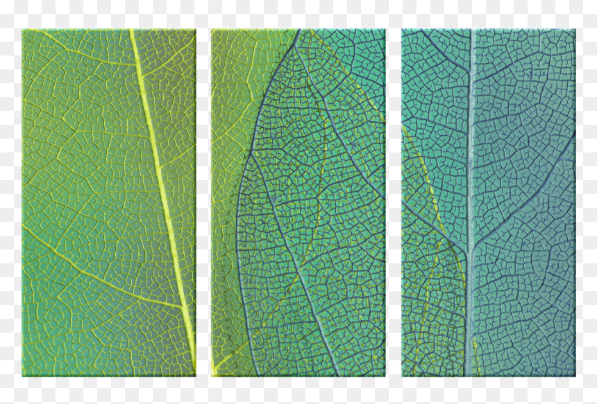 Symmetry, HD Png Download - leaf texture png