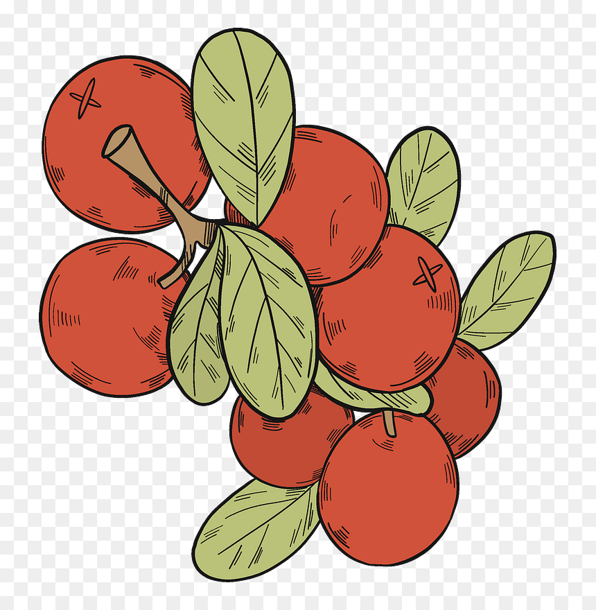 Cranberries Clipart - Vegetable, HD Png Download - cranberries png