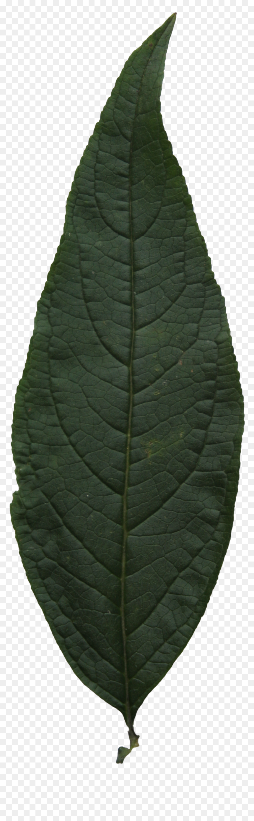 Swamp Birch, HD Png Download - leaf texture png