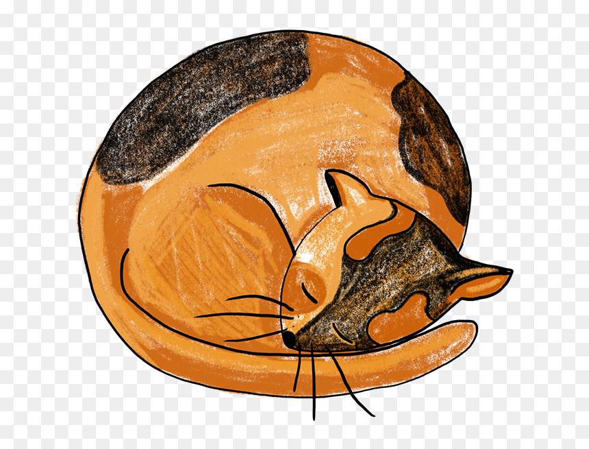 Sleeping Cat Procreate Sleeping Cat Creative Market - Illustration, HD Png Download - sleeping cat png