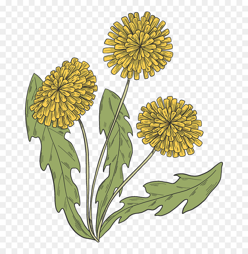 Dandelion Plant Clipart - Field Marigold, HD Png Download - dandelions png