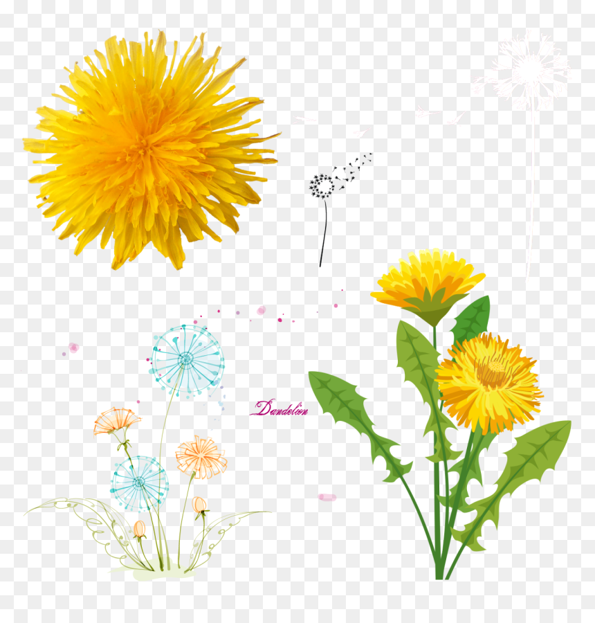 Dandelions - Yellow Dandelion Png Free, Transparent Png - dandelions png