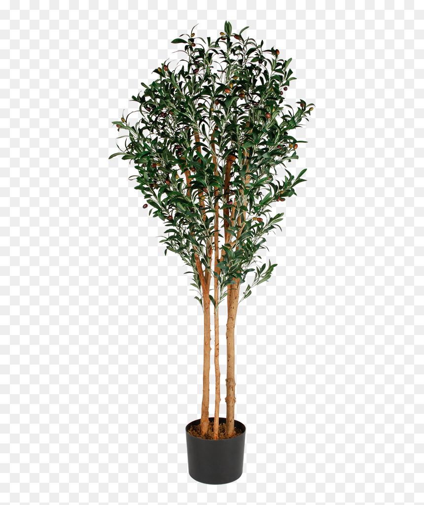 Artificial Olive Tree, HD Png Download - olive tree png