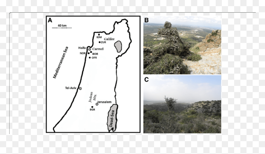 Transparent Olive Tree Png - Outcrop, Png Download - olive tree png