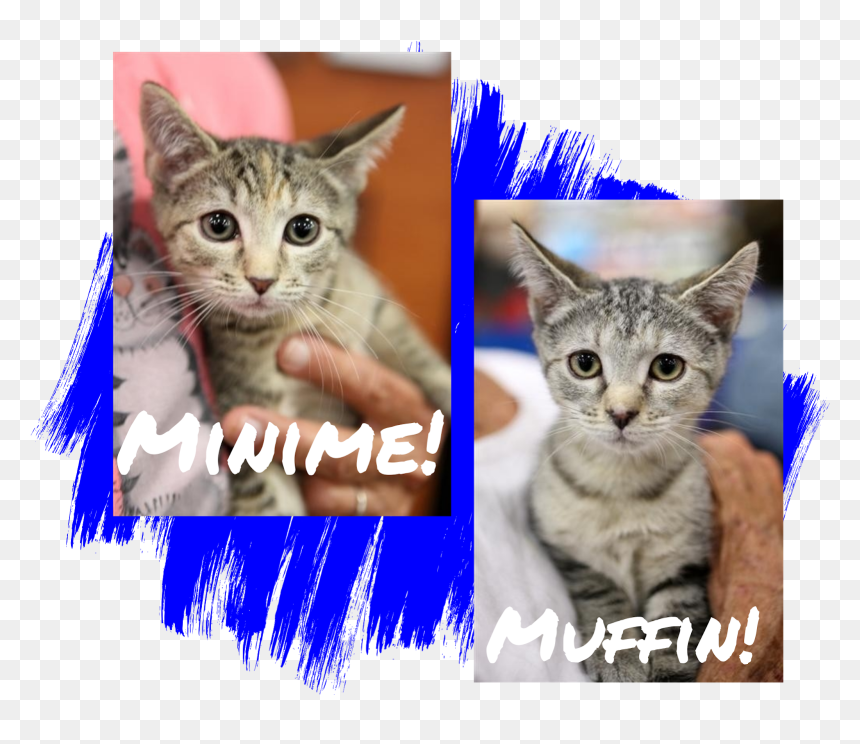 Cat, Png Download - Domestic Short-haired Cat, Transparent Png - cat paws png