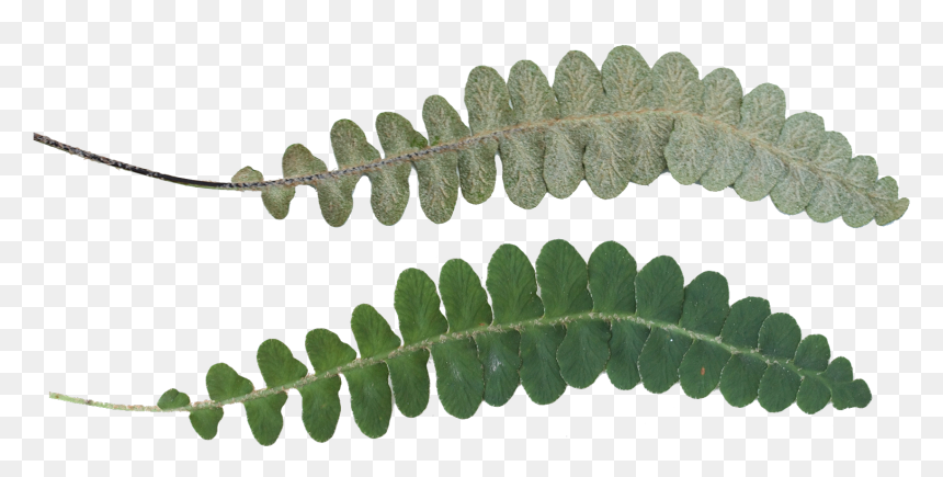 Portable Network Graphics, HD Png Download - leaf texture png