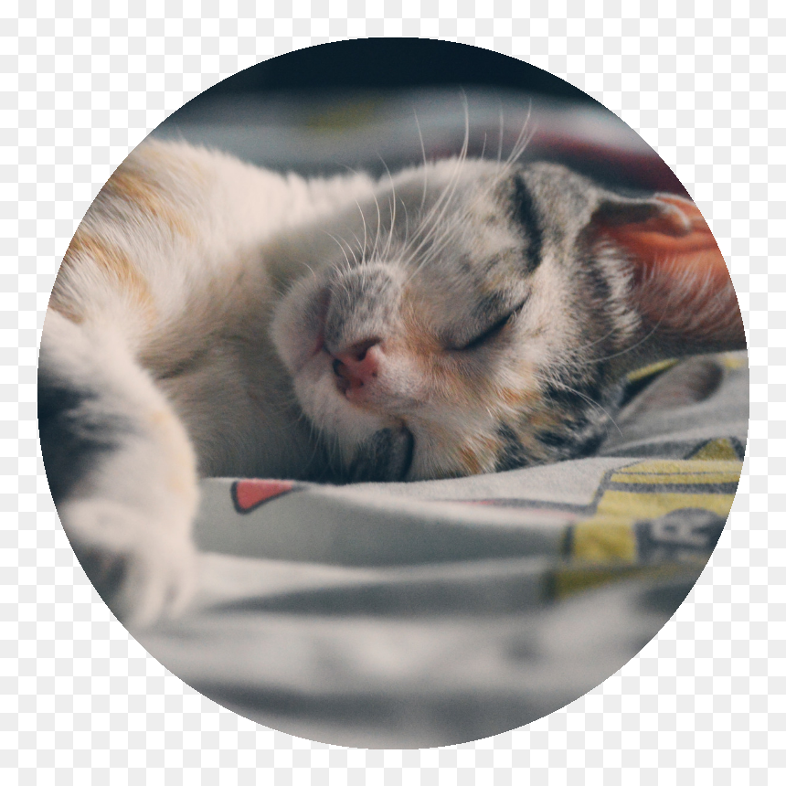 Stock Cat Sleeping - Calico Cat Sleeping, HD Png Download - sleeping cat png