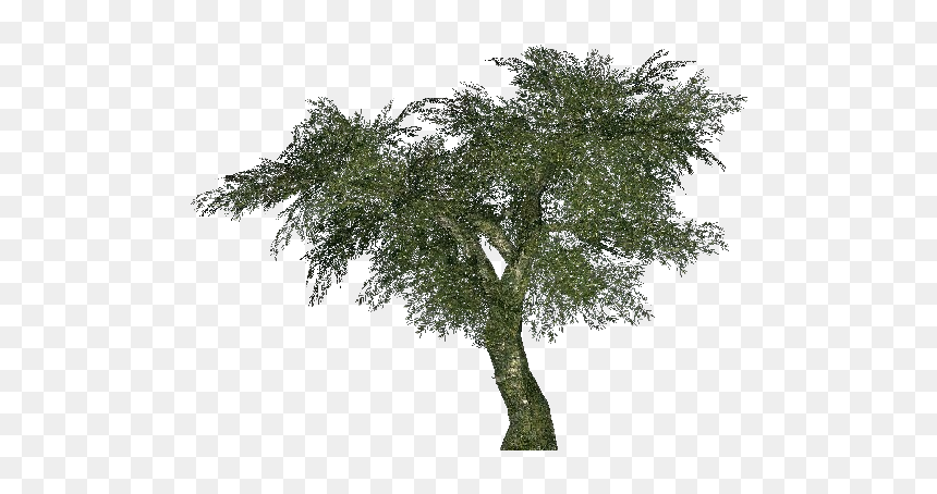 Olive - Albizia Julibrissin Png, Transparent Png - olive tree png